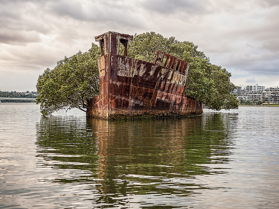 Floating Forest